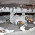 A worker wearing protective coveralls laying on the floor of a crawlspace reaches up to secure tape around a section of ductwork insulation.